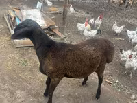 แกะตัวผู้, Rhon sheep — รูปภาพ 3