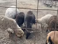 Bagge, Racka sheep — foto 5