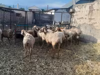 میش, Arashan sheep — عکس 3