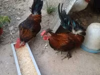 Chickens — عکس 7