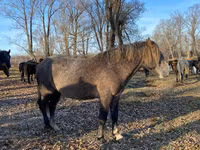 Horse (M), Horses — photo 3