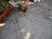 bantam japonais — photo 3