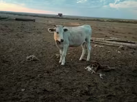 گاو ماده, گاو سفیدسر قزاقستانی — عکس 3