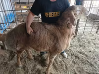 Vædder, Arashan sheep — foto 1
