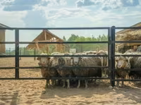 Ram, Sheep — photo 3