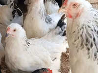 براهما — عکس 7