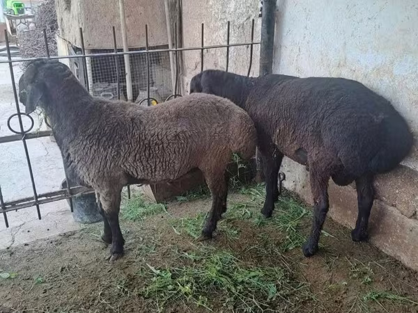 قوچ, گوسفند