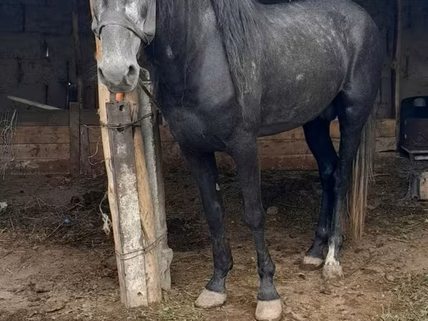 Horse (M), Horses — Kyrgyzstan