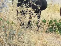 مینڈھا, Hissar sheep — تصویر 7