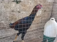 Chickens — Foto 7