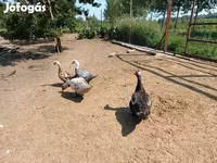 Ducks — Foto 5