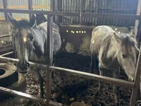 Merrie, Paarden — foto 6