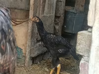 Chickens — foto 4