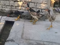 Chickens — foto 2