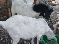 बकरा, Beetal goats — फ़ोटो 1