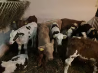 ষাঁড়, Simmental cattle — ছবি 2