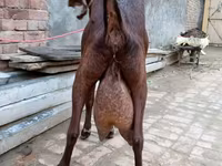 Capra, Capre — foto 3
