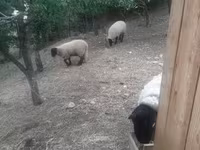 Widder, White Suffolk sheep — Foto 8