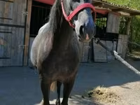Kuda jantan, Horses — foto 5