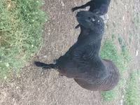Хуц, Rhon sheep — 3 зураг