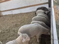 Kambing jantan, Sheep — foto 3