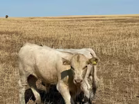 Dibi, Swiss cattle — sawirka 2
