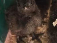 Ayam Cemani — foto 1