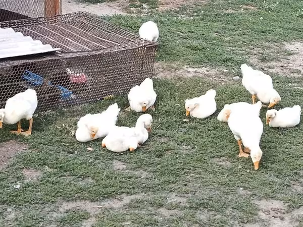 Geese — Kyrgyzstan