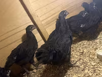 Australian Pit Game fowl — sawirka 7