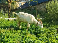 Koza, Saanen goat — foto 2