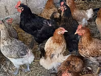 Chickens — عکس 3