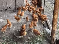 Chickens — รูปภาพ 2