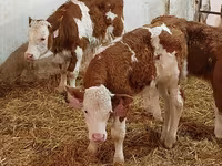 Lembu jantan, Simmental cattle — foto 1