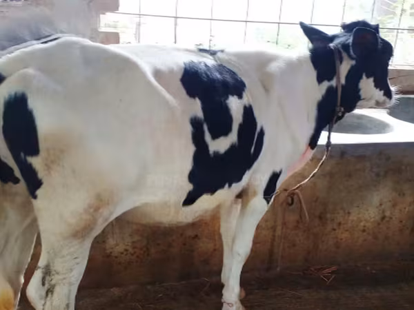 Cow, Holstein breed — Bangladesh