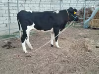 Cow, Russian Black pied cattle — photo 1