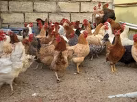 Chickens — 사진 8