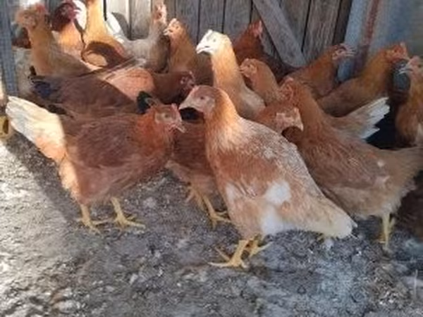 Chickens