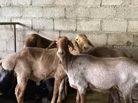 قوچ, Rhon sheep — عکس 2