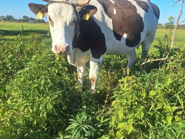 گاو ماده, Russian Black pied cattle