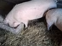خوک ماده, Крупная белая — عکس 3