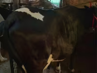 Lo’, Russian Black pied cattle — sawirka 2