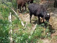 Biri-biri betina, Sheep — foto 1
