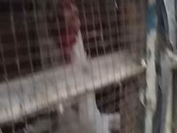 Chickens — عکس 4