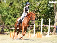 Ngựa đực, Oldenburg horse — ảnh 1