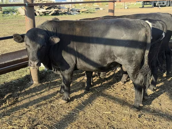 Toro, Aberdeen Angus