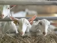 თხა, Saanen goat — ფოტო 1