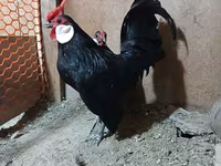 مينوركا — الصورة 2