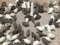 Quails — снимка 8