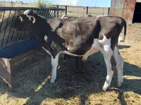 Lembu jantan, Russian Black pied cattle — foto 1