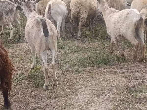 Ziege, Ziegen